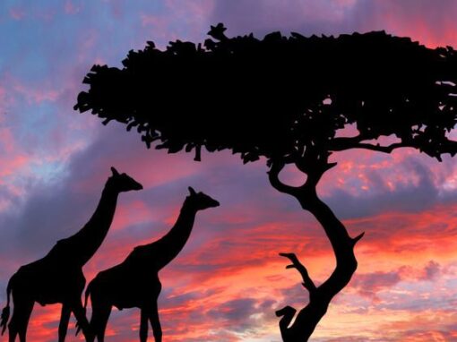 La natura